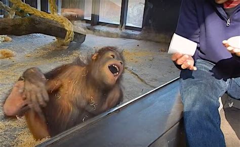 orangutan magic trick explained